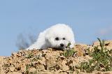 BICHON FRISE 298